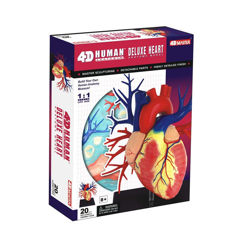 4D Human Deluxe Heart Anatomy Model – Nuts For Candy & Toys