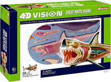 Load image into Gallery viewer, 4D Great White Shark Anatomy Model