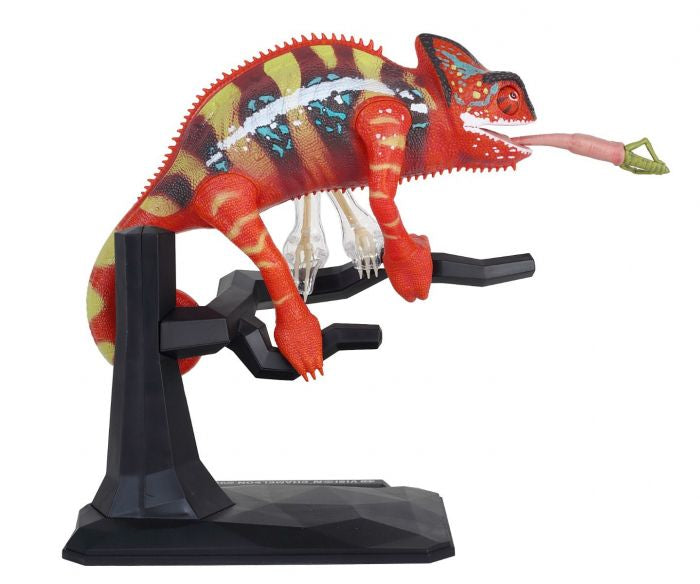 4D Vision - Chameleon Anatomy Model