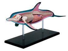 Load image into Gallery viewer, 4D VISION DOLPHIN ANATOMY MODEL
