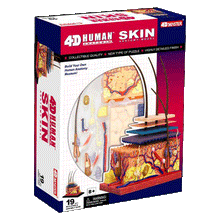 Load image into Gallery viewer, 4D Human Skin Anatomy Model
