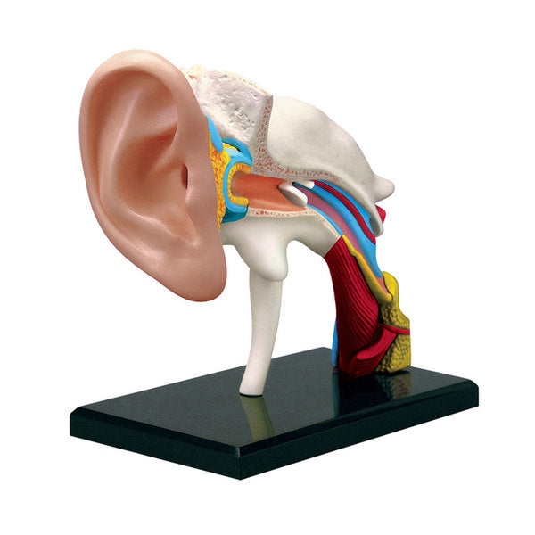 4D Master Ear Anatomy Model