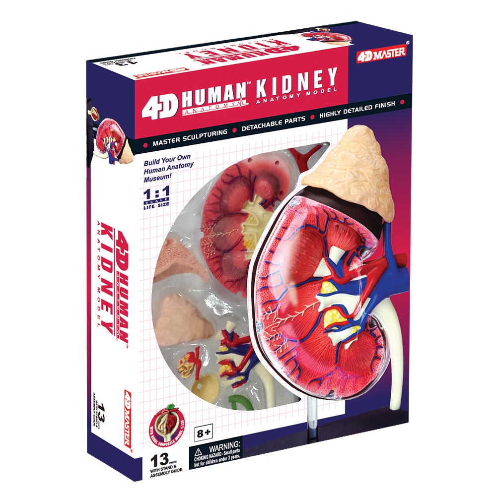 4D Human Kidney Anatomy Model