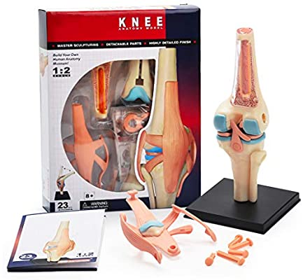 4D Human Knee