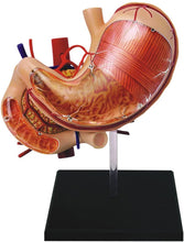 Load image into Gallery viewer, 4D Human Stomach Anatomy Model
