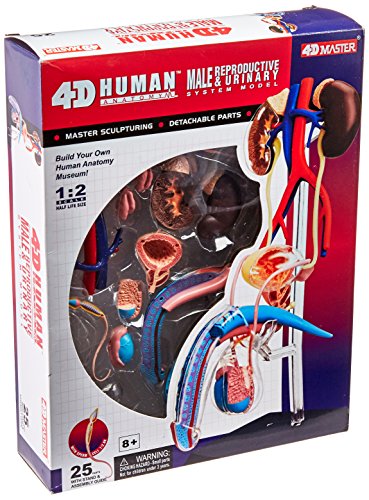 4D Master Male Reproductive and Urinary System Model