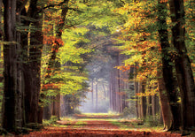 Load image into Gallery viewer, Educa 1000 Piece Puzzle- Fall Walkway

