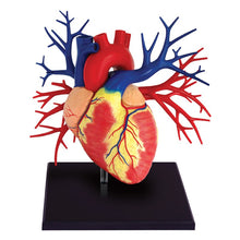 Load image into Gallery viewer, 4D Human Deluxe Heart Anatomy Model
