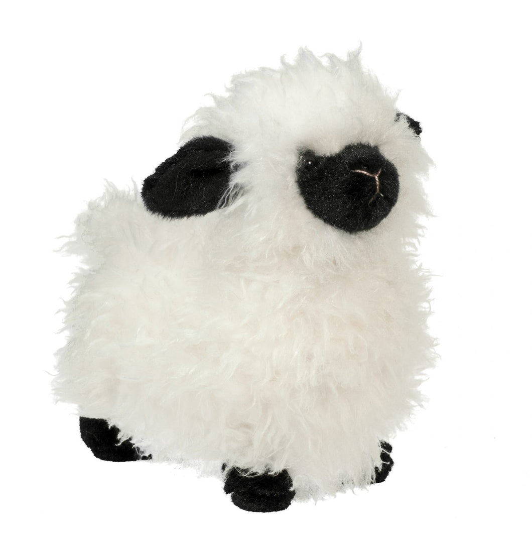 Shiloh- Lamb