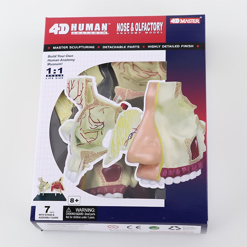4D Human Nose and Olfactory