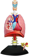 Load image into Gallery viewer, 4D Human Respiratory System Anatomy Model
