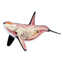 Load image into Gallery viewer, 4D Vision Orca Anatomy Model
