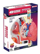 Load image into Gallery viewer, 4D Human Respiratory System Anatomy Model
