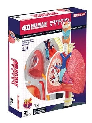 4D Human Respiratory System Anatomy Model