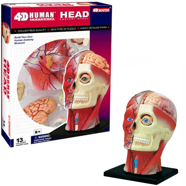 4D Human Head