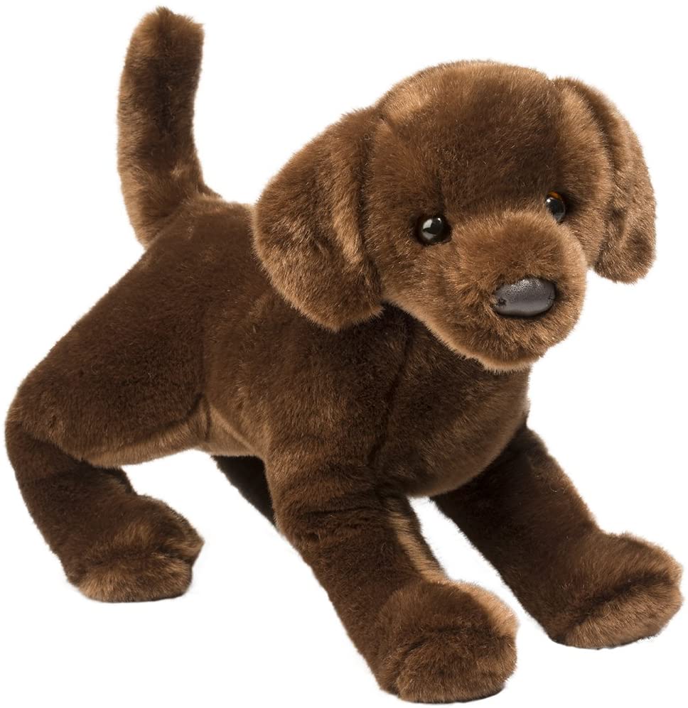 Douglas - Cocoa the Chocolate Lab
