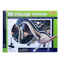 4D Vision Brachiosaurus Anatomy Model