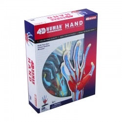 4D Human Hand Anatomy Model
